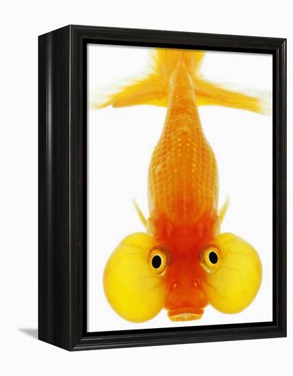 Bubble Eye Goldfish-Martin Harvey-Framed Premier Image Canvas