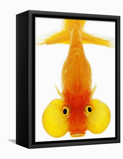 Bubble Eye Goldfish-Martin Harvey-Framed Premier Image Canvas