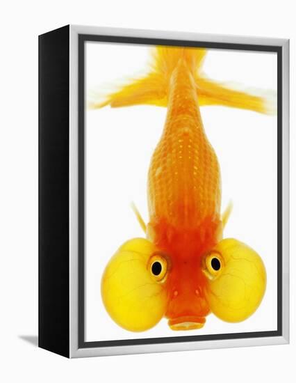 Bubble Eye Goldfish-Martin Harvey-Framed Premier Image Canvas