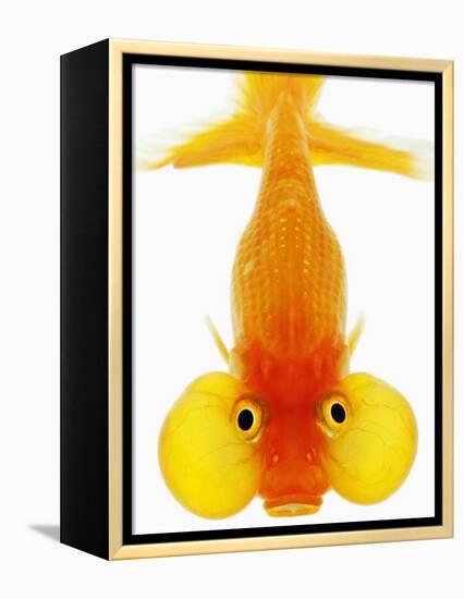 Bubble Eye Goldfish-Martin Harvey-Framed Premier Image Canvas