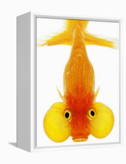 Bubble Eye Goldfish-Martin Harvey-Framed Premier Image Canvas