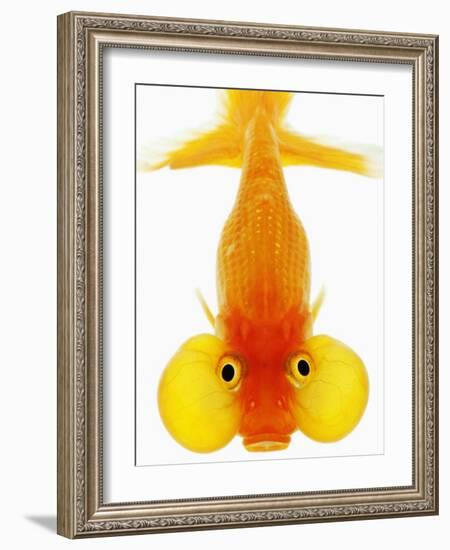 Bubble Eye Goldfish-Martin Harvey-Framed Photographic Print