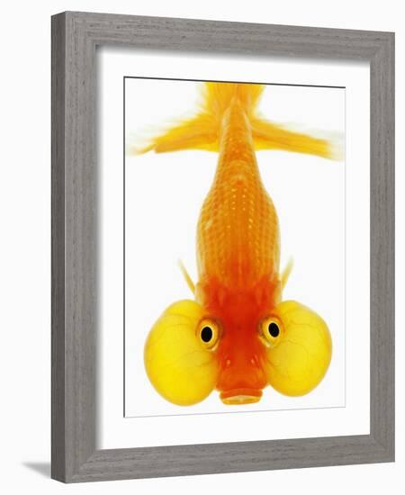 Bubble Eye Goldfish-Martin Harvey-Framed Photographic Print