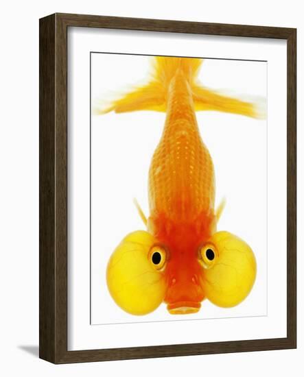 Bubble Eye Goldfish-Martin Harvey-Framed Photographic Print