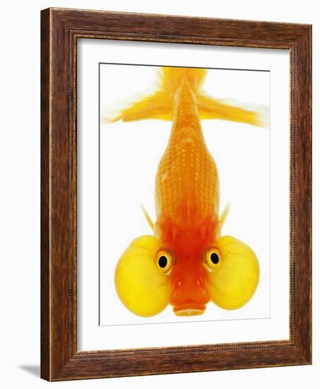 Bubble Eye Goldfish-Martin Harvey-Framed Photographic Print
