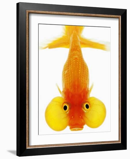 Bubble Eye Goldfish-Martin Harvey-Framed Photographic Print