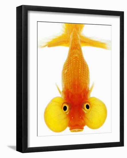Bubble Eye Goldfish-Martin Harvey-Framed Photographic Print