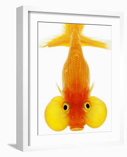 Bubble Eye Goldfish-Martin Harvey-Framed Photographic Print