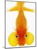 Bubble Eye Goldfish-Martin Harvey-Mounted Photographic Print