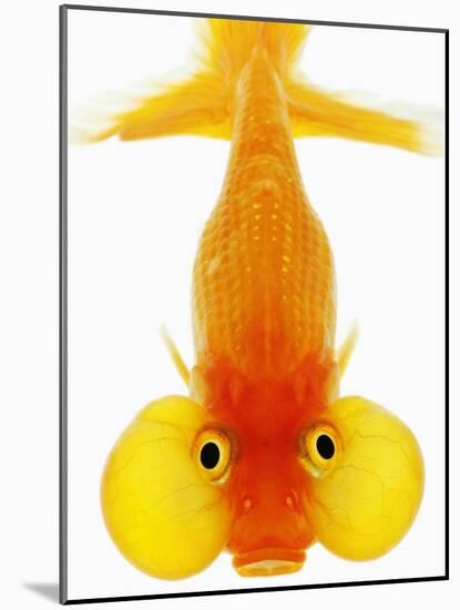 Bubble Eye Goldfish-Martin Harvey-Mounted Photographic Print