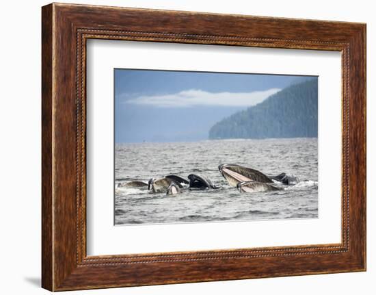 Bubble-net feeding Humpback Whales, Inside Passage, Alaska, USA-Stuart Westmorland-Framed Photographic Print