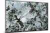 Bubble pattern in midwinter ice, Abraham Lake, Alberta, Canada-Panoramic Images-Mounted Photographic Print