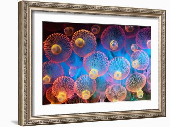 Bubble Tip Anemone-Georgette Douwma-Framed Photographic Print