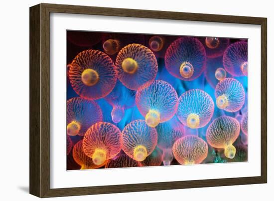 Bubble Tip Anemone-Georgette Douwma-Framed Photographic Print