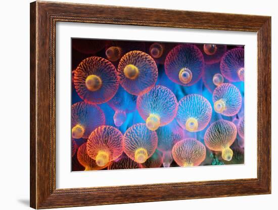 Bubble Tip Anemone-Georgette Douwma-Framed Photographic Print