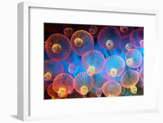 Bubble Tip Anemone-Georgette Douwma-Framed Photographic Print