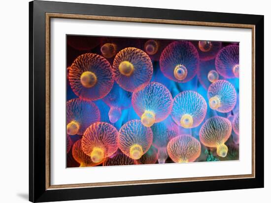 Bubble Tip Anemone-Georgette Douwma-Framed Photographic Print