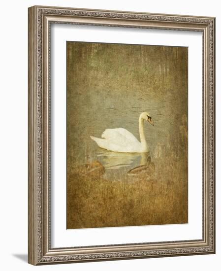 Bubblexs-Lynne Davies-Framed Photographic Print