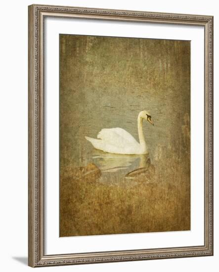 Bubblexs-Lynne Davies-Framed Photographic Print