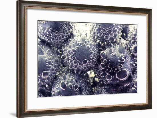 Bubbling Blueberries-Carrie Webster-Framed Photographic Print