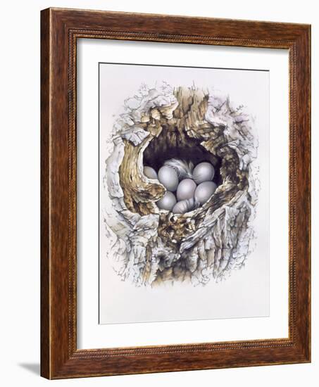 Bubo Bubo (Barn Owl), 2001-Sandra Lawrence-Framed Giclee Print