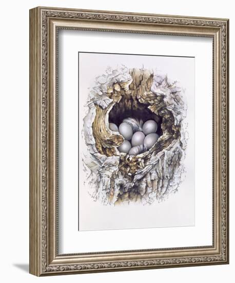 Bubo Bubo (Barn Owl), 2001-Sandra Lawrence-Framed Giclee Print