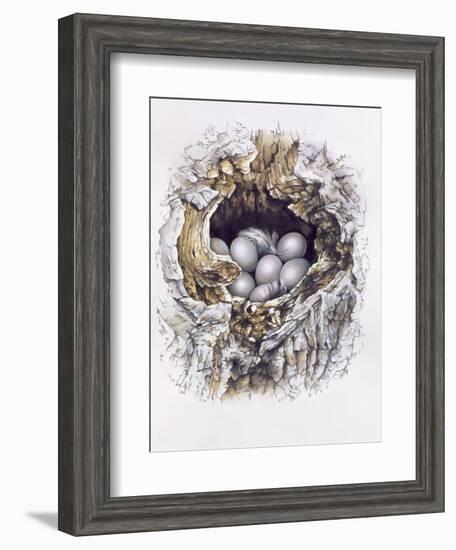 Bubo Bubo (Barn Owl), 2001-Sandra Lawrence-Framed Giclee Print