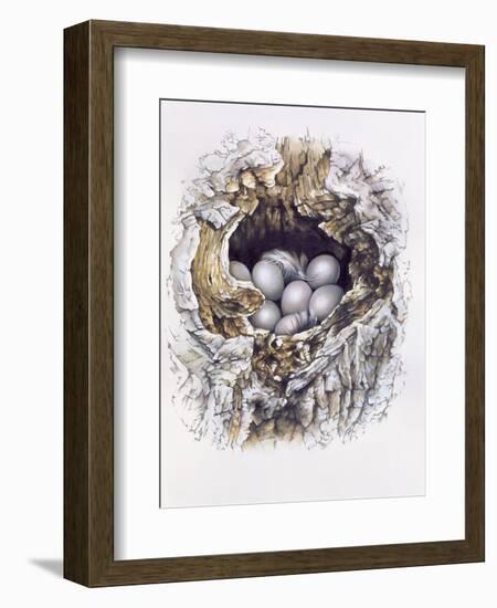 Bubo Bubo (Barn Owl), 2001-Sandra Lawrence-Framed Giclee Print