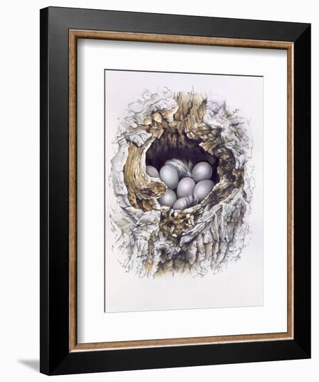 Bubo Bubo (Barn Owl), 2001-Sandra Lawrence-Framed Giclee Print