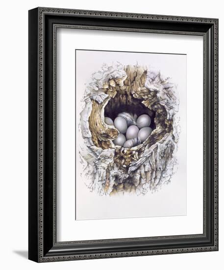 Bubo Bubo (Barn Owl), 2001-Sandra Lawrence-Framed Giclee Print