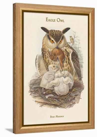 Bubo Maximus - Eagle Owl-John Gould-Framed Stretched Canvas