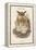 Bubo Maximus - Eagle Owl-John Gould-Framed Stretched Canvas