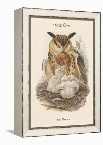 Bubo Maximus - Eagle Owl-John Gould-Framed Stretched Canvas