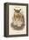 Bubo Maximus - Eagle Owl-John Gould-Framed Stretched Canvas