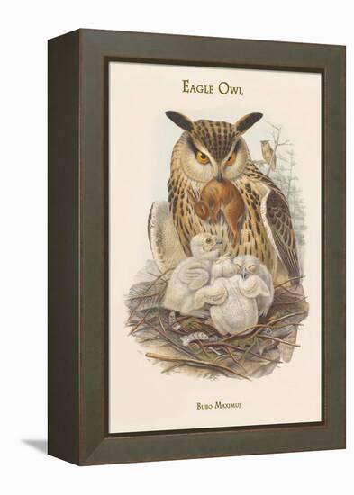 Bubo Maximus - Eagle Owl-John Gould-Framed Stretched Canvas