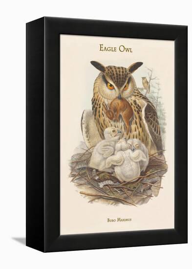 Bubo Maximus - Eagle Owl-John Gould-Framed Stretched Canvas