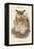 Bubo Maximus - Eagle Owl-John Gould-Framed Stretched Canvas