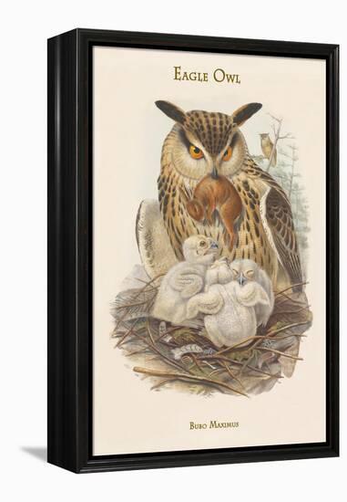 Bubo Maximus - Eagle Owl-John Gould-Framed Stretched Canvas