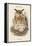 Bubo Maximus - Eagle Owl-John Gould-Framed Stretched Canvas