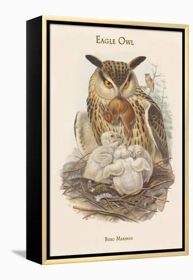 Bubo Maximus - Eagle Owl-John Gould-Framed Stretched Canvas