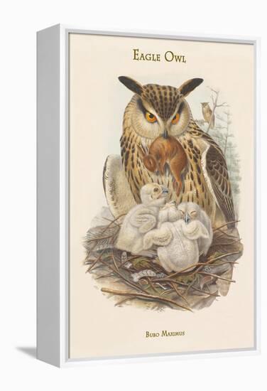 Bubo Maximus - Eagle Owl-John Gould-Framed Stretched Canvas