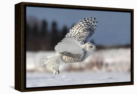 Bubo Scandiacus-Mircea Costina-Framed Premier Image Canvas