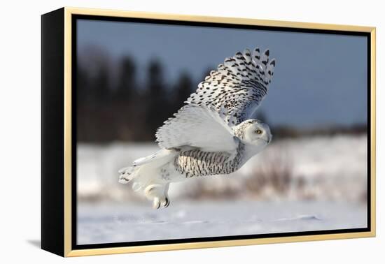 Bubo Scandiacus-Mircea Costina-Framed Premier Image Canvas