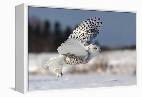 Bubo Scandiacus-Mircea Costina-Framed Premier Image Canvas