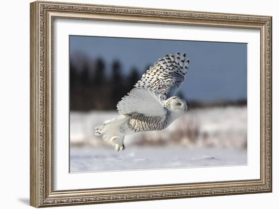 Bubo Scandiacus-Mircea Costina-Framed Photographic Print