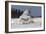 Bubo Scandiacus-Mircea Costina-Framed Photographic Print