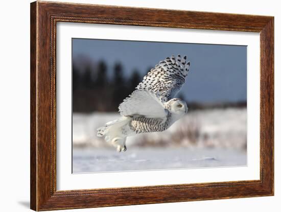 Bubo Scandiacus-Mircea Costina-Framed Photographic Print