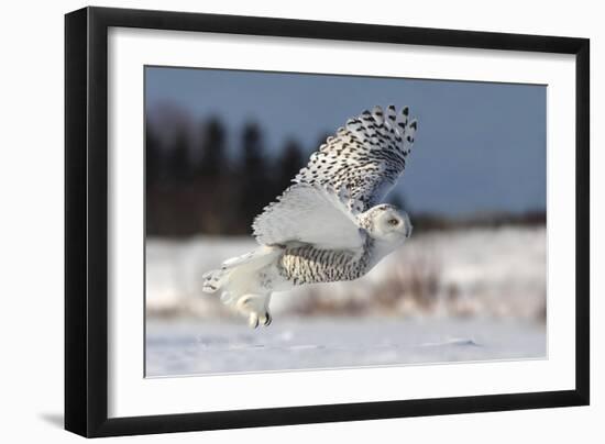 Bubo Scandiacus-Mircea Costina-Framed Photographic Print