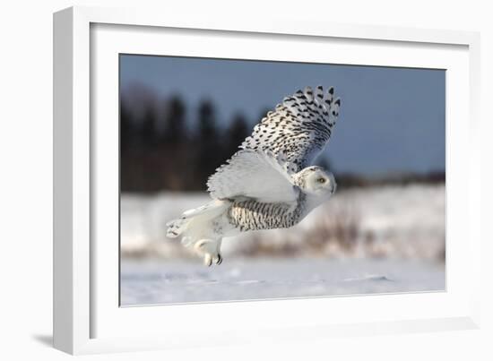 Bubo Scandiacus-Mircea Costina-Framed Photographic Print