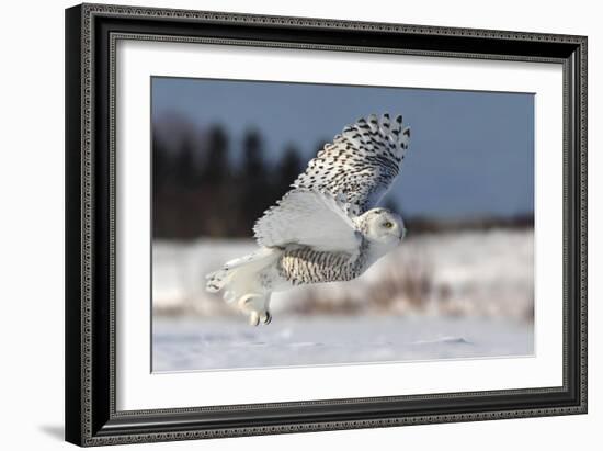 Bubo Scandiacus-Mircea Costina-Framed Photographic Print